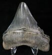 Serrated Megalodon Tooth #20812-1